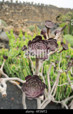 Aeonium arboreum nigrum Stockfoto