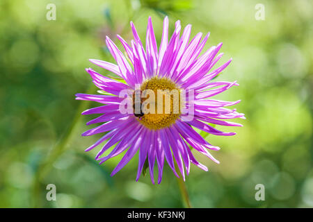 Biene auf lila Chrysantheme. Stockfoto