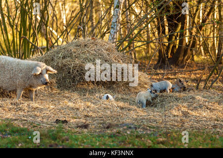 Rasse von lockigen Schweinen. Öko-Farm für den Anbau von Schweinen seltene Felsen Stockfoto