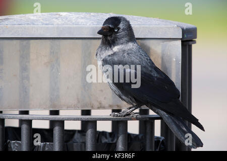 Western Dohle (Coloeus monedula), Erwachsene stehen auf einer Mülltonne Stockfoto