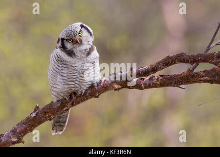 Northern Hawk-Owl (Surnia Ulula), thront auf einem Zweig Stockfoto