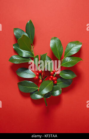 Weihnachtsbaumkuchel (Ilex aquifolium) Blätter und Früchte auf rotem Hintergrund. Stockfoto