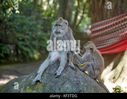 Langschwänzige Makaken (Macaca fascicularis) im Schutzgebiet des heiligen Affen Waldes. Ubud, Bali, Indonesien. Stockfoto