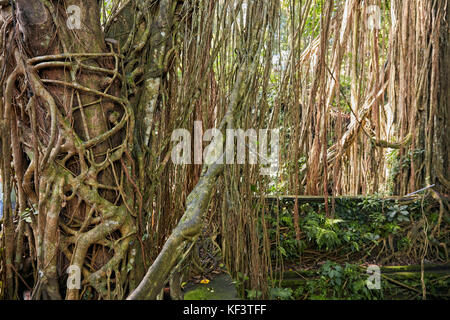 Banyan Tree Luftwurzeln in der Heiligen Affenwaldstation. Ubud, Bali, Indonesien. Stockfoto