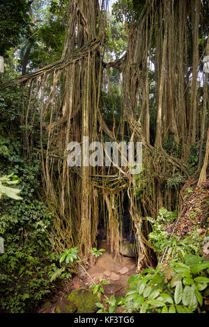 Luftwurzeln im Heiligsten Affenwaldreservat. Ubud, Bali, Indonesien. Stockfoto