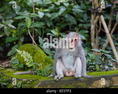 Erwachsenen männlichen Long-tailed Makaken (Macaca fascicularis) Gähnen. Heilige Affenwaldstation, Ubud, Bali, Indonesien. Stockfoto