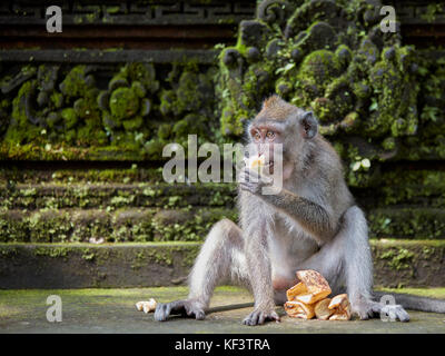 Langschwänziger Makaque (Macaca fascicularis) im Sacred Monkey Forest Sanctuary. Ubud, Bali, Indonesien. Stockfoto