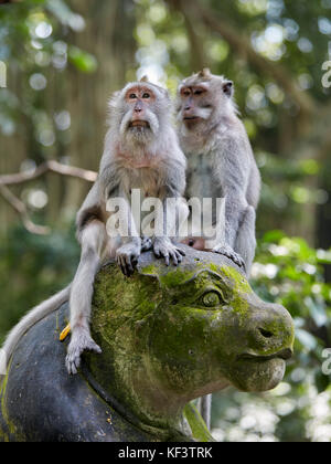 Langschwänzige Makaken (Macaca fascicularis) im Schutzgebiet des heiligen Affen Waldes. Ubud, Bali, Indonesien. Stockfoto