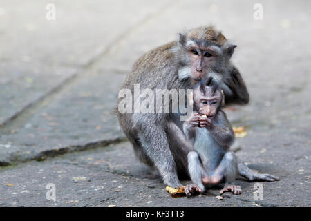 Langschwänziger Makaque (Macaca fascicularis) mit ihrem Baby. Heiliger Affenwälder Schutzgebiet, Ubud, Bali, Indonesien. Stockfoto