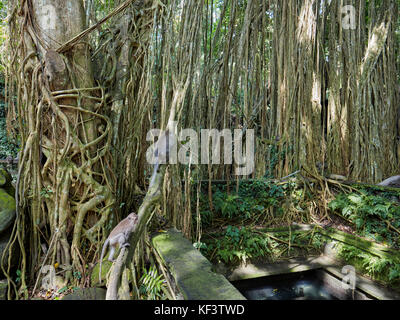 Banyan Tree Aerial Roots im Sacred Monkey Forest Sanctuary. Ubud, Bali, Indonesien. Stockfoto