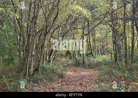 Laubabwerfende Wälder im Herbst. suirrey, UK. Stockfoto