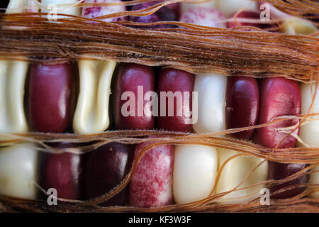 Mais mit Farbe Körner Stockfoto