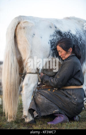 Im mittleren Alter Mongolin melken eine schwarze und weiße Yak im Norden der Mongolei. khuvsgol, Mongolei. Stockfoto