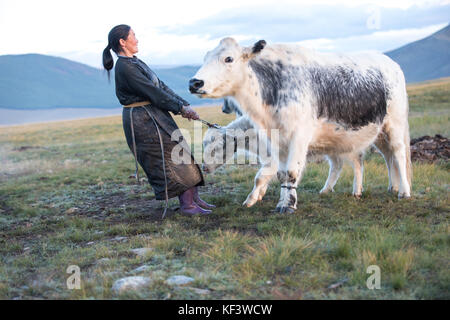 Im mittleren Alter Mongolin melken eine schwarze und weiße Yak im Norden der Mongolei. khuvsgol, Mongolei. Stockfoto