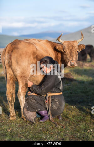 Im mittleren Alter Mongolin melken eine Kuh im Norden der Mongolei. khuvsgol, Mongolei. Stockfoto