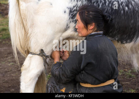 Im mittleren Alter Mongolin melken eine schwarze und weiße Yak im Norden der Mongolei. khuvsgol, Mongolei. Stockfoto