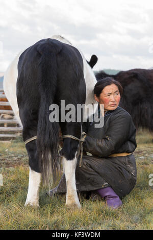 Im mittleren Alter Mongolin melken eine schwarze und weiße Yak im Norden der Mongolei. khuvsgol, Mongolei. Stockfoto