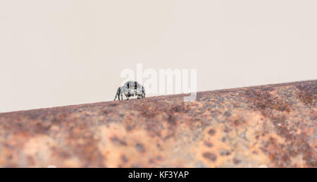 Makro von Bold Jumping Spider (Phidippus Audax) auf Zaunpfosten Stockfoto