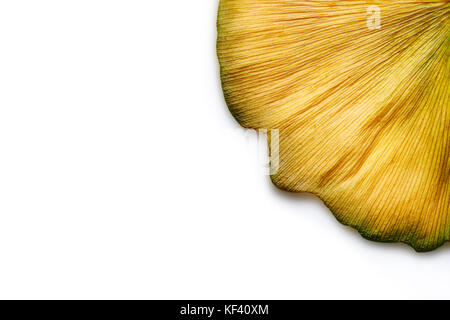 Goldener Herbst Ginkgo Biloba Blätter abstrakt Closeup auf Weiß Stockfoto