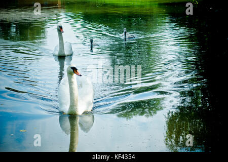 Weißer Höckerschwan und cygnets Schwimmen in einem Teich Stockfoto