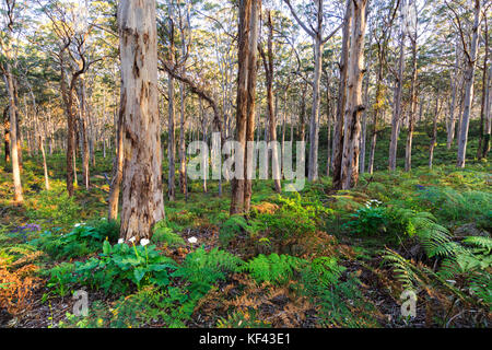 Boranup Karri Bäume wachsen im Wald im Leeuwin Naturaliste National Park. In der Nähe von Margaret River, Western Australien Stockfoto