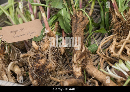 Wegwarte-Wurzel, Wegwarten-Wurzel, Wurzel, Wurzeln, Wurzelerte, Wurzeln von Wegwarte. Gemeine Wegwarte, gewerbliche Wegwarte, Zichorie, Cichorium int Stockfoto