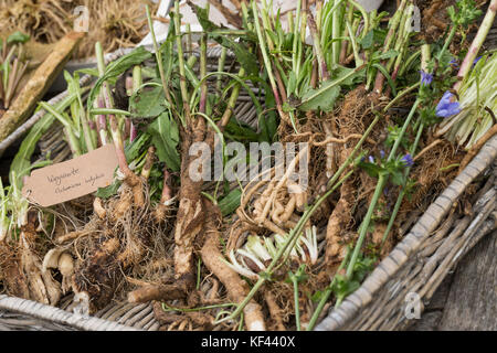 Wegwarte-Wurzel, Wegwarten-Wurzel, Wurzel, Wurzeln, Wurzelerte, Wurzeln von Wegwarte. Gemeine Wegwarte, gewerbliche Wegwarte, Zichorie, Cichorium int Stockfoto