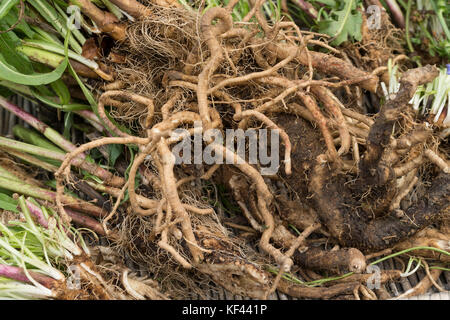 Wegwarte-Wurzel, Wegwarten-Wurzel, Wurzel, Wurzeln, Wurzelerte, Wurzeln von Wegwarte. Gemeine Wegwarte, gewerbliche Wegwarte, Zichorie, Cichorium int Stockfoto