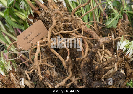 Wegwarte-Wurzel, Wegwarten-Wurzel, Wurzel, Wurzeln, Wurzelerte, Wurzeln von Wegwarte. Gemeine Wegwarte, gewerbliche Wegwarte, Zichorie, Cichorium int Stockfoto