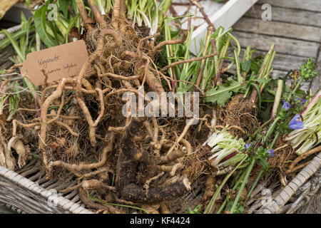 Wegwarte-Wurzel, Wegwarten-Wurzel, Wurzel, Wurzeln, Wurzelerte, Wurzeln von Wegwarte. Gemeine Wegwarte, gewerbliche Wegwarte, Zichorie, Cichorium int Stockfoto