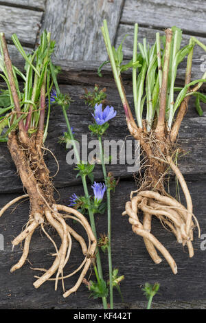 Wegwarte-Wurzel, Wegwarten-Wurzel, Wurzel, Wurzeln, Wurzelerte, Wurzeln von Wegwarte. Gemeine Wegwarte, gewerbliche Wegwarte, Zichorie, Cichorium int Stockfoto