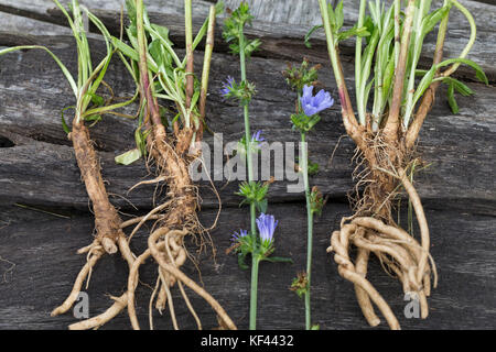 Wegwarte-Wurzel, Wegwarten-Wurzel, Wurzel, Wurzeln, Wurzelerte, Wurzeln von Wegwarte. Gemeine Wegwarte, gewerbliche Wegwarte, Zichorie, Cichorium int Stockfoto