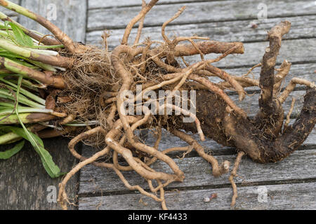 Wegwarte-Wurzel, Wegwarten-Wurzel, Wurzel, Wurzeln, Wurzelerte, Wurzeln von Wegwarte. Gemeine Wegwarte, gewerbliche Wegwarte, Zichorie, Cichorium int Stockfoto