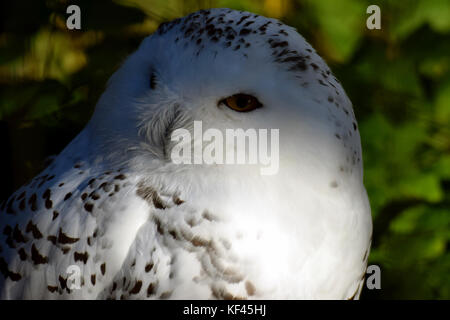 Schnee-eule (Bubo scandiacus) Nahaufnahme Stockfoto