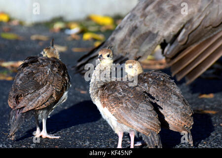 Indische Pfau (Pavo cristatus) Vögel Küken Stockfoto