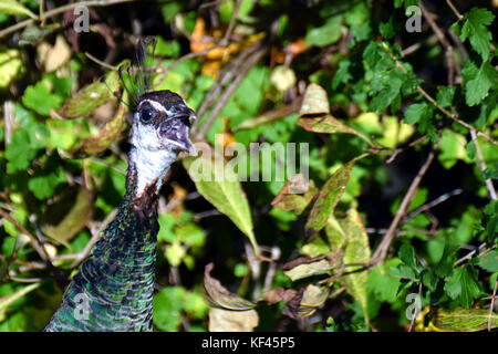 Frau Pfau (Pavo cristatus) Schnabel geöffnet. Schließen Sie herauf Bild von Kopf und Hals auf grünem Blatt hintergrund. Stockfoto