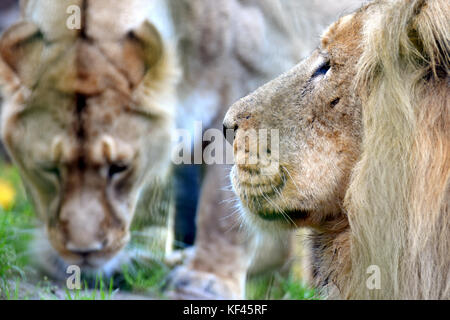 Asiatische Löwen (Panthera leo persica) Paar, auch als die indischen Löwen und persischen Lion bekannt. Männliche im Vordergrund, Weibchen auf Hintergrund. Stockfoto