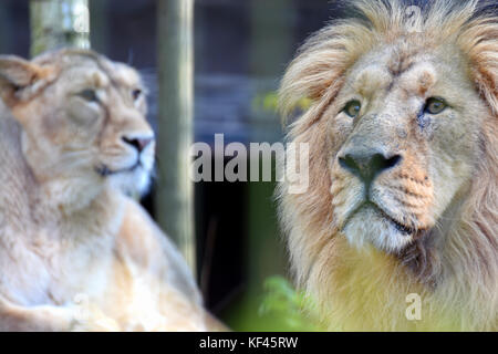 Asiatische Löwen (Panthera leo persica) Paar, auch als die asiatischen, indischen oder persischen Lion bekannt. Stockfoto