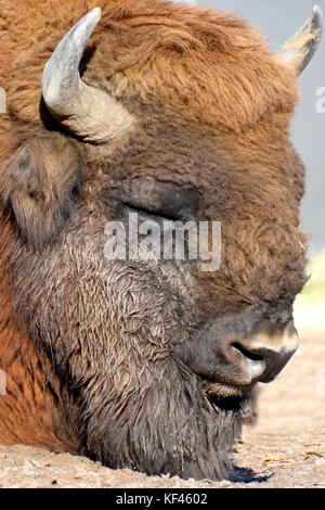 Wisent (Bison bonasus) auch bekannt als europäische Bisons oder der europäischen Holz Bison. Stockfoto