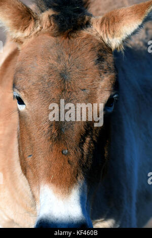 Die Przewalski-pferde oder dzungarian Pferd, ist eine seltene und gefährdete Unterart der wilden Pferd. Wissen auch als asiatische Wild Horse und mongolischen Wildpferd. Stockfoto