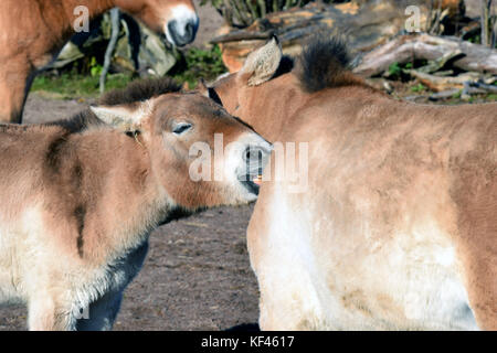 Mongolian Wild Horse. Auch als przewalski's oder dzungarian Pferd bekannt. Stockfoto