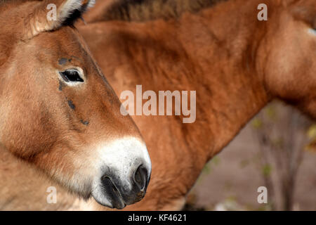 Przewalski Pferde Seite. Auch bekannt als mongolian Wild Horse. Stockfoto