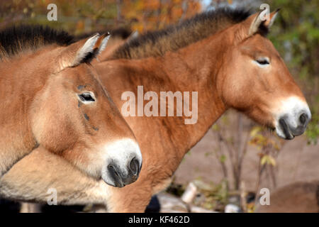 Przewalskis Pferde Seitenansicht. Auch bekannt als mongolisches Wildpferd. Stockfoto