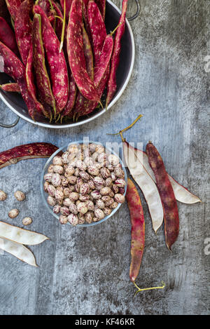 Borlotti Bohnen podding Frische in der Küche. Stockfoto