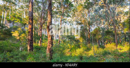 Boranup Karri Bäume wachsen im Wald im Leeuwin Naturaliste National Park. In der Nähe von Margaret River, Western Australien Stockfoto