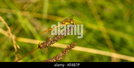 Ruddy Darter Dragonfly Weiblich Stockfoto