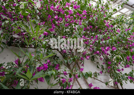 Bougainvillea glabra Stockfoto