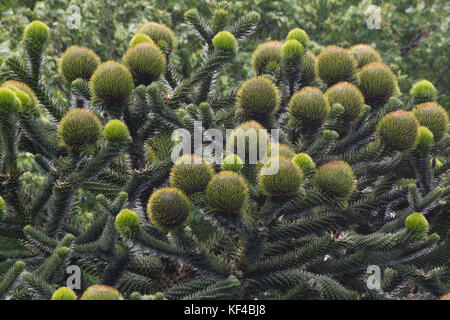 Monkey Puzzle Tree weiblichen Zapfen Stockfoto