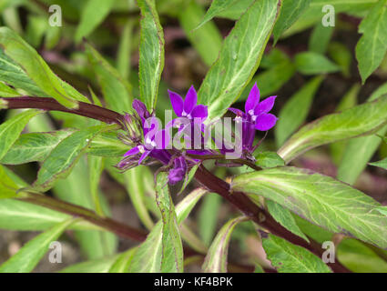 Lobelia x speciosa 'Vedrariensis' Stockfoto