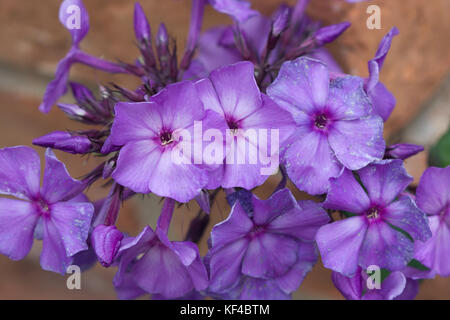 Phlox Paniculata 'Blue Paradise' Stockfoto
